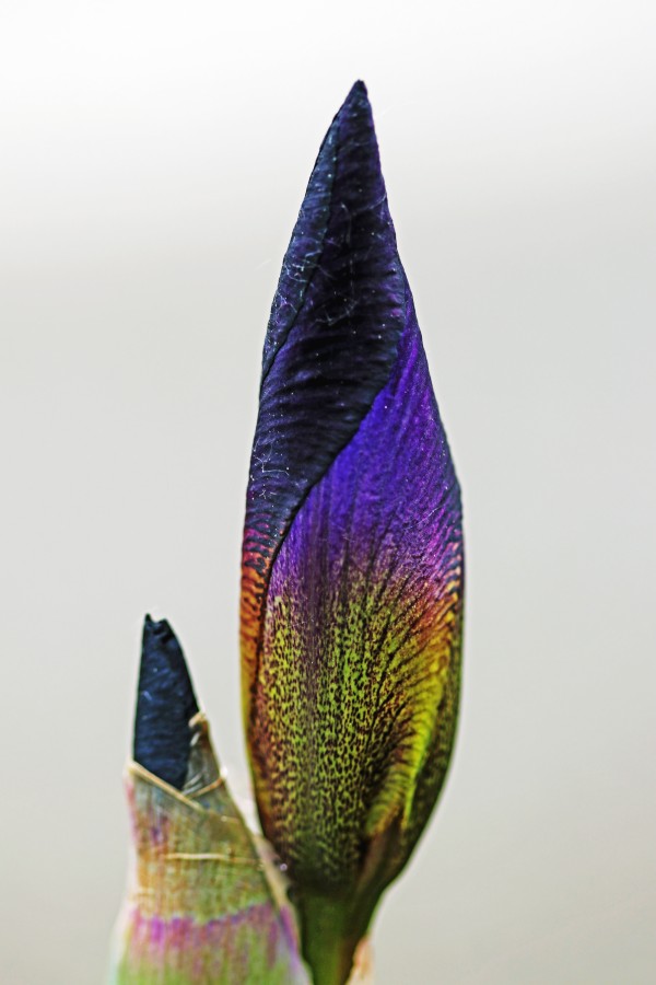 Focus On Iris Bud by Deb Oppermann